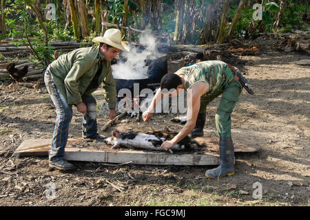 Gli agricoltori rimozione dei capelli da un maiale, la Valle de los Ingenios (Valle dei Mulini di zucchero), Trinidad, Cuba Foto Stock