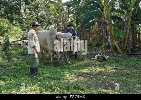 Gli agricoltori con torelli, la Valle de los Ingenios (Valle dei Mulini di zucchero), Trinidad, Cuba Foto Stock