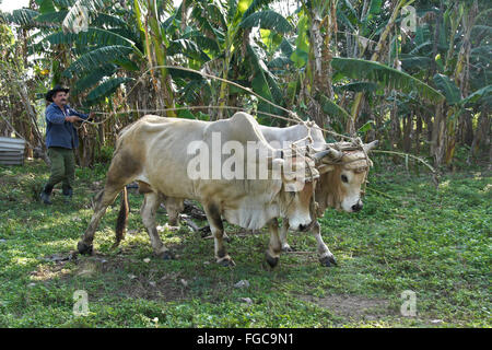 Agricoltore aratura con buoi, la Valle de los Ingenios (Valle dei Mulini di zucchero), Trinidad, Cuba Foto Stock