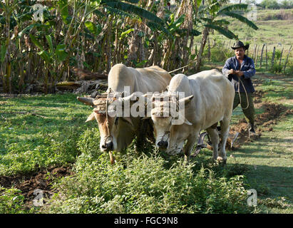 Agricoltore aratura con buoi, la Valle de los Ingenios (Valle dei Mulini di zucchero), Trinidad, Cuba Foto Stock