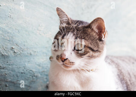 Gatto Thai posano con sfondo verde, stock photo Foto Stock