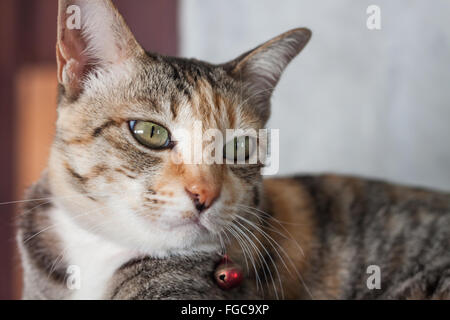 Gatto Thai pongono a casa, stock photo Foto Stock