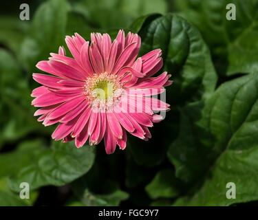 Un rosso-arancione Gerbera Daisy Gerbera jamesonii, crescere all'aperto in Oklahoma, Stati Uniti d'America. Foto Stock