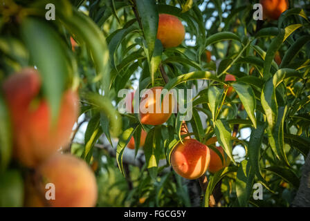 Sweet Georgia pesche appesi sugli alberi e pronto per essere raccolto. Foto Stock