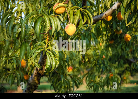 Soleggiato Georgia pesche appesi sugli alberi e pronto per essere raccolto. Foto Stock