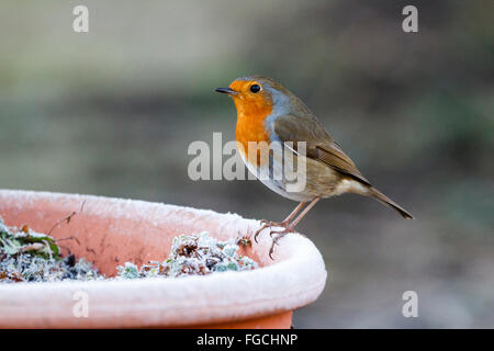 Il 19 febbraio 2016. Regno Unito meteo. Un Robin (Erithacus rubecula) posatoi su un vaso di fiori in la mattina presto il gelo in East Sussex, UK Credit: Ed Brown/Alamy Live News Foto Stock