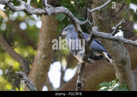 Western nastrare Snake-eagle (Circaetus cinerascens) adulto, appollaiato sul ramo in foresta, Lago Langano, Regione Oromia, Etiopia, Dicembre Foto Stock