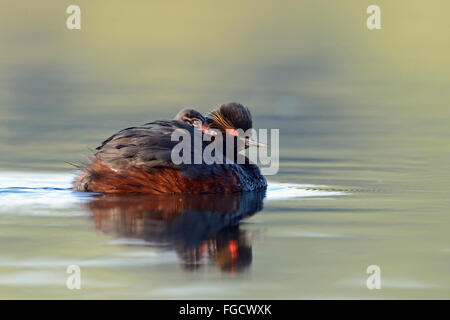 Nero-colli / Svasso Eared Grebe ( Podiceps nigricollis ), portando il suo pulcino, raccogliendo un hatchling sul suo retro. Foto Stock