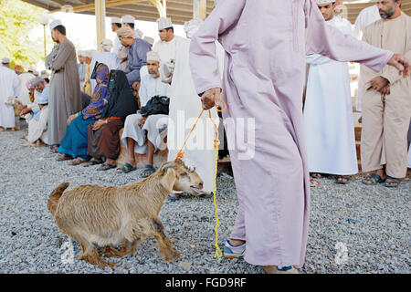 Gli animali di allevamento (bovini) mercato a Nizwa, Oman. Foto Stock