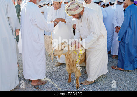 Gli animali di allevamento (bovini) mercato a Nizwa, Oman. Foto Stock