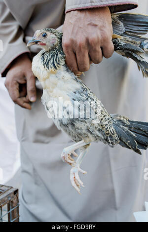 Piccolo pollo a bestiame (bovini) mercato a Nizwa, Oman. Foto Stock