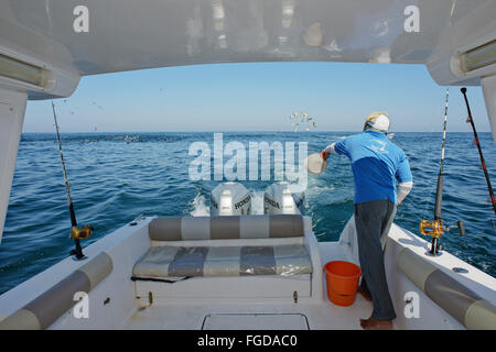 L'uomo gettando di pesci da esca dalla barca su un profondo mare pesca tour vicino a Muscat Oman. Foto Stock