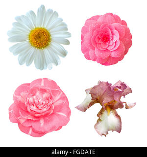 Set di fiori: japanese camellia, iris, daisy flower isolati su sfondo bianco. Foto Stock