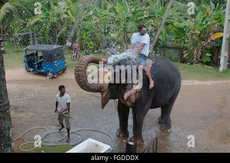 L'elefante si versa acqua da un tronco di un uomo seduto su di esso - l'elefante indiano, elefante asiatico o elefante Asiatico (Elephas maxi Foto Stock