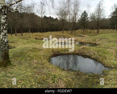 Verdun, Francia. Xx Febbraio 2014. Bancarelle di acqua in grandi e piccoli avvallamenti, che sono tipici per i campi di battaglia di Verdun, Francia, 20 febbraio 2014. Sono stati creati dalle detonazioni di innumerevoli granate, mine e fuoco d'artiglieria. Foto: Gerd Roth/dpa/Alamy Live News Foto Stock