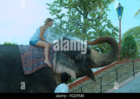 L'elefante si versa acqua da un tronco di una donna seduta su di esso - l'elefante indiano, elefante asiatico o elefante Asiatico Foto Stock