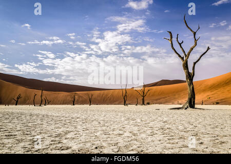 Vecchi alberi morti in piedi su un lago a secco di fronte dune rosse del Deserto Namibiano. Foto Stock