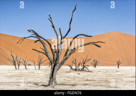 Vecchi alberi morti in piedi su un lago a secco di fronte dune rosse del Deserto Namibiano. Foto Stock