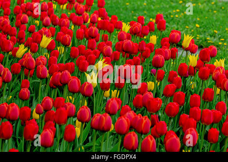 Un sacco di freschi tulipani rossi su erba sul giorno di primavera Foto Stock