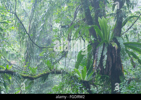 Bird's Nest felci nel fresco della foresta pluviale montane, Gunung Halimun National Park, Java, Indonesia Foto Stock