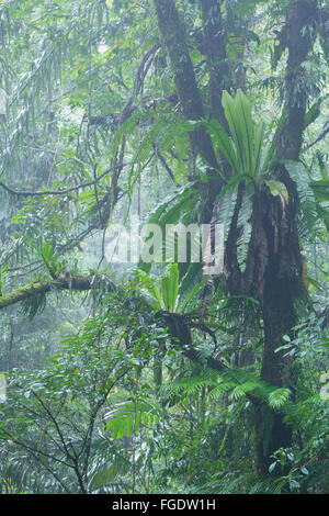 Bird's Nest felci nel fresco della foresta pluviale montane, Gunung Halimun National Park, Java, Indonesia Foto Stock