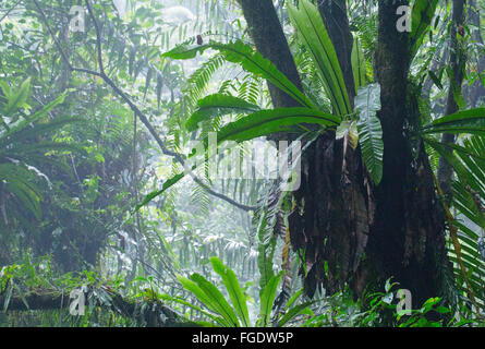 Bird's Nest felci nel fresco della foresta pluviale montane, Gunung Halimun National Park, Java, Indonesia Foto Stock