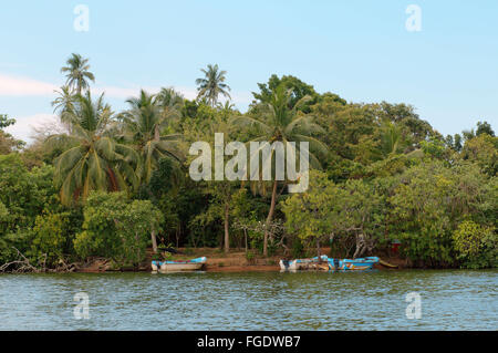 Febbraio 25, 2016 - Maduganga river, Galle District, Provinc meridionale, Sri Lanka © Andrey Nekrasov/ZUMA filo/ZUMAPRESS.com/Alamy Live News Foto Stock