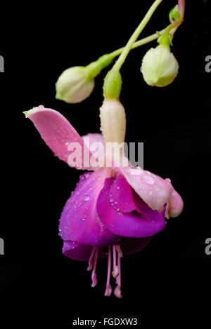 Fiore Fucsia o Onagraceae con gocce d'acqua Foto Stock