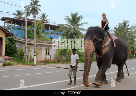 3 marzo 2016 - la donna a cavallo di un elefante in autostrada - l'elefante indiano, elefante asiatico o elefante Asiatico (Elephas maximus), Hikkaduwa, Sri Lanka, Sud Asia (credito Immagine: © Andrey Nekrasov/ZUMA filo/ZUMAPRESS.com) Foto Stock