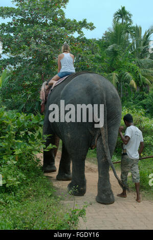 3 marzo 2016 - La donna corse su un elefante indiano, elefante asiatico o elefante Asiatico (Elephas maximus), Hikkaduwa, Sri Lanka, Sud Asia (credito Immagine: © Andrey Nekrasov/ZUMA filo/ZUMAPRESS.com) Foto Stock