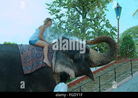 3 marzo 2016 - L'elefante si versa acqua da un tronco di una donna seduta su di esso - l'elefante indiano, elefante asiatico o elefante Asiatico (Elephas maximus), Hikkaduwa, Sri Lanka, Sud Asia (credito Immagine: © Andrey Nekrasov/ZUMA filo/ZUMAPRESS.com) Foto Stock