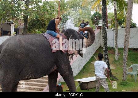 3 marzo 2016 - L'elefante si versa acqua da un tronco di una donna seduta su di esso - l'elefante indiano, elefante asiatico o elefante Asiatico (Elephas maximus), Hikkaduwa, Sri Lanka, Sud Asia (credito Immagine: © Andrey Nekrasov/ZUMA filo/ZUMAPRESS.com) Foto Stock