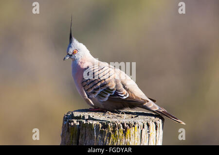 Crested Pigeon (Ocyphaps lophotes), NSW, Australia Foto Stock