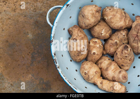 Helianthus tuberosus. Carciofi di Gerusalemme in uno scolapasta Foto Stock