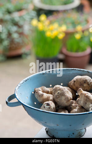 Helianthus tuberosus. Carciofi di Gerusalemme in uno scolapasta Foto Stock