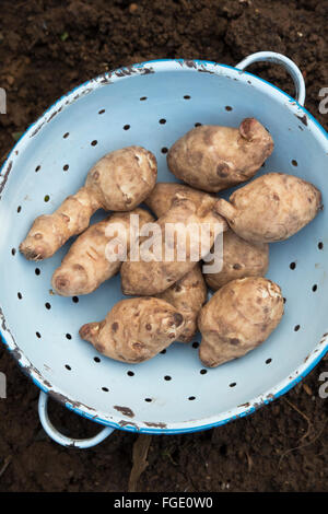 Helianthus tuberosus. Carciofi di Gerusalemme in uno scolapasta Foto Stock