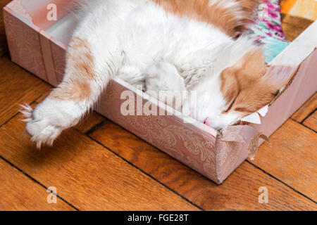 Bella adulto lo zenzero e il gatto bianco dorme nella casella Foto Stock