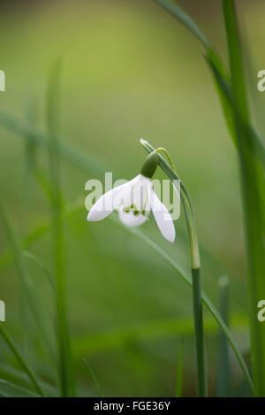 Galanthus. Snowdrops nell'erba. Cotswolds. Regno Unito Foto Stock