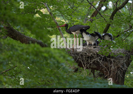 Cicogna Nera / Schwarzstorch ( Ciconia nigra ), adulto, nutrendo la sua prole, enorme nido in alto in un vecchio faggio, fauna selvatica, Europa ( Germania ). Foto Stock
