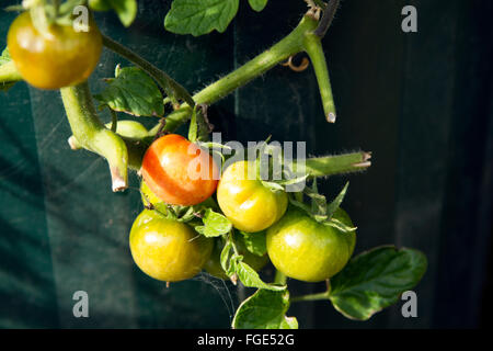 Un mazzo di pomodori maturi che crescono sulla vite su un fondo verde nel giardino di casa Foto Stock