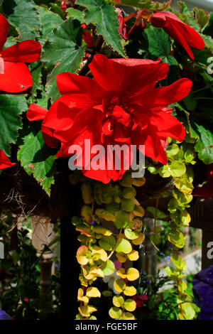 Un rosso begonia con trailing foglie verdi. Foto Stock