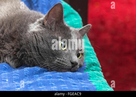 Gatto grigio giace meditabondo sul letto closeup Foto Stock