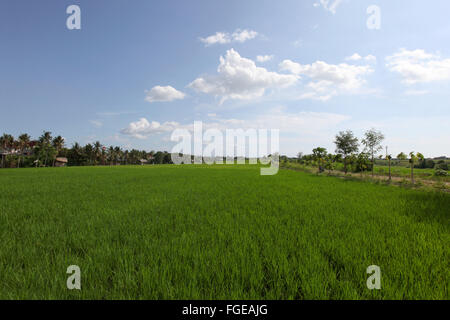 Verde campo di riso con palme sotto il cielo blu, Thailandia Foto Stock