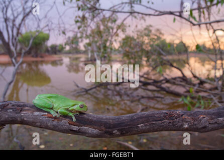Australian ranocchio verde (Litoria caerulea) su un ramo, con una zona umida in background, Queensland, Australia Foto Stock