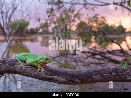 Australian ranocchio verde (Litoria caerulea) su un ramo, con una zona umida in background, Queensland, Australia Foto Stock
