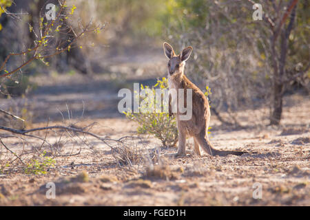 Grigio orientale Kangaroo joey (Macropus giganteus) Foto Stock