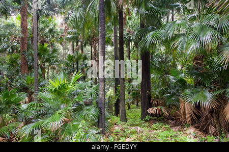 Cavolo cappuccio albero di palme, (Livistona australis) in umido della foresta di eucalipti, Royal National Park, NSW, Australia Foto Stock