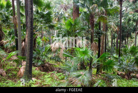 Cavolo cappuccio albero di palme, (Livistona australis) in umido della foresta di eucalipti, Royal National Park, NSW, Australia Foto Stock