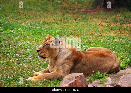 Giovane leonessa a guardare la posa sull'erba Foto Stock