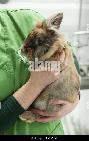 Tenendo un coniglio correttamente Foto Stock